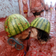 Image for article titled Photos: Spaniards mark another year by gleefully smashing each other in the face with tomatoes